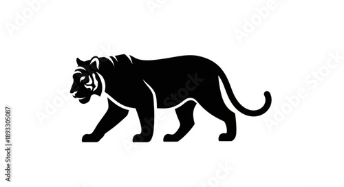 Silhouette of a majestic tiger walking with its mouth open.