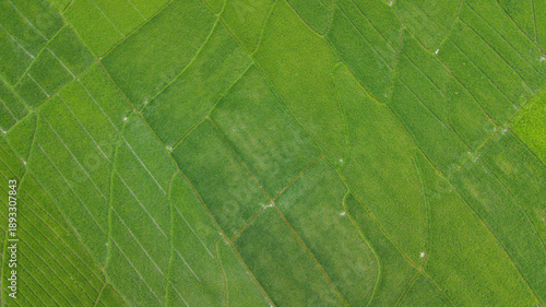 Large rice paddy fields in Nanggulan, Kulonprogo, Yogyakarta
