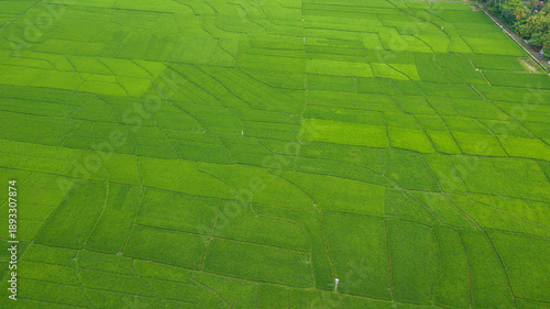 Large rice paddy fields in Nanggulan, Kulonprogo, Yogyakarta