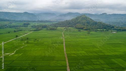 Large rice paddy fields in Nanggulan, Kulonprogo, Yogyakarta
