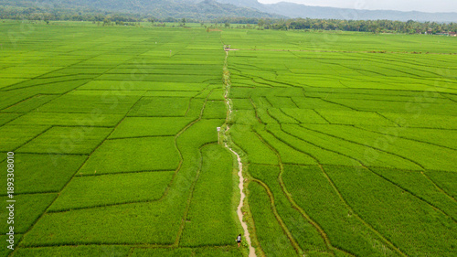 Large rice paddy fields in Nanggulan, Kulonprogo, Yogyakarta