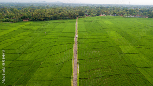 Large rice paddy fields in Nanggulan, Kulonprogo, Yogyakarta