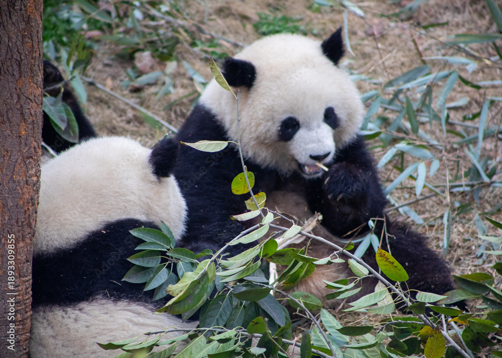Fototapeta premium Two pandas eating bamboo at Chengdu Research Base of Giant Panda Breeding in Chengdu, China