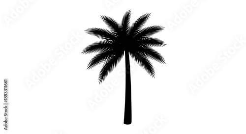Silhouette of a Tropical Palm Tree Against a White Background 1.
