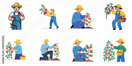 Flat illustration set of farmers harvesting red tomatoes, depicting gardening, agriculture, and organic food production concepts.