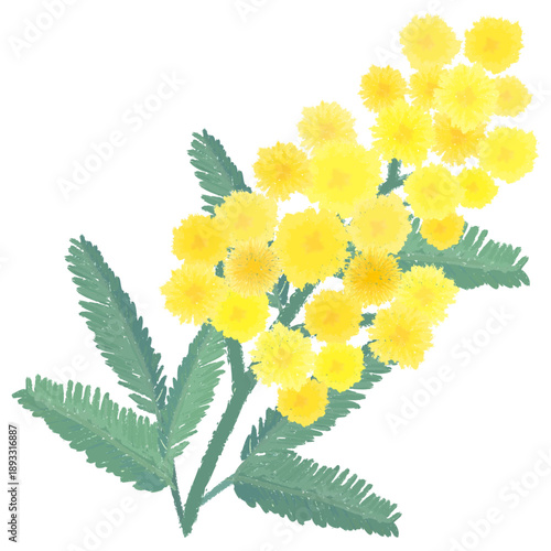 ミモザの水彩風手描きイラスト