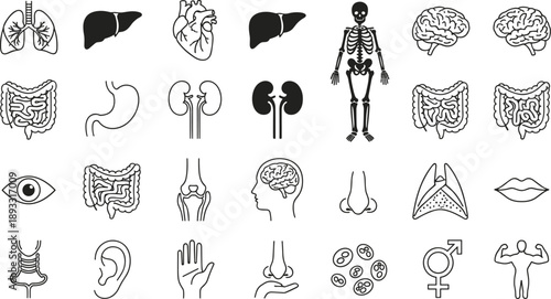 Human anatomy icons set in outline and glyph styles showing organs, skeleton, senses and body parts, medical illustration collection for healthcare, biology and education use