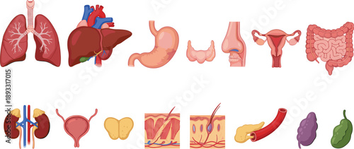 Human internal organs anatomy vector illustration set showing lungs, liver, stomach, kidneys, digestive, reproductive and skin systems for medical education and healthcare design