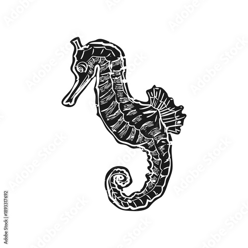 vector illustration of a seahorse