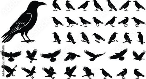 Black Silhouettes of Crows and Ravens in Varied Poses and Flight Positions for Ornithology and Artistic Reference