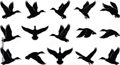 Black Silhouettes of Ducks in Varied Flight Poses Depicting Wing Dynamics and Aerial Motion for Artistic and Educational Use