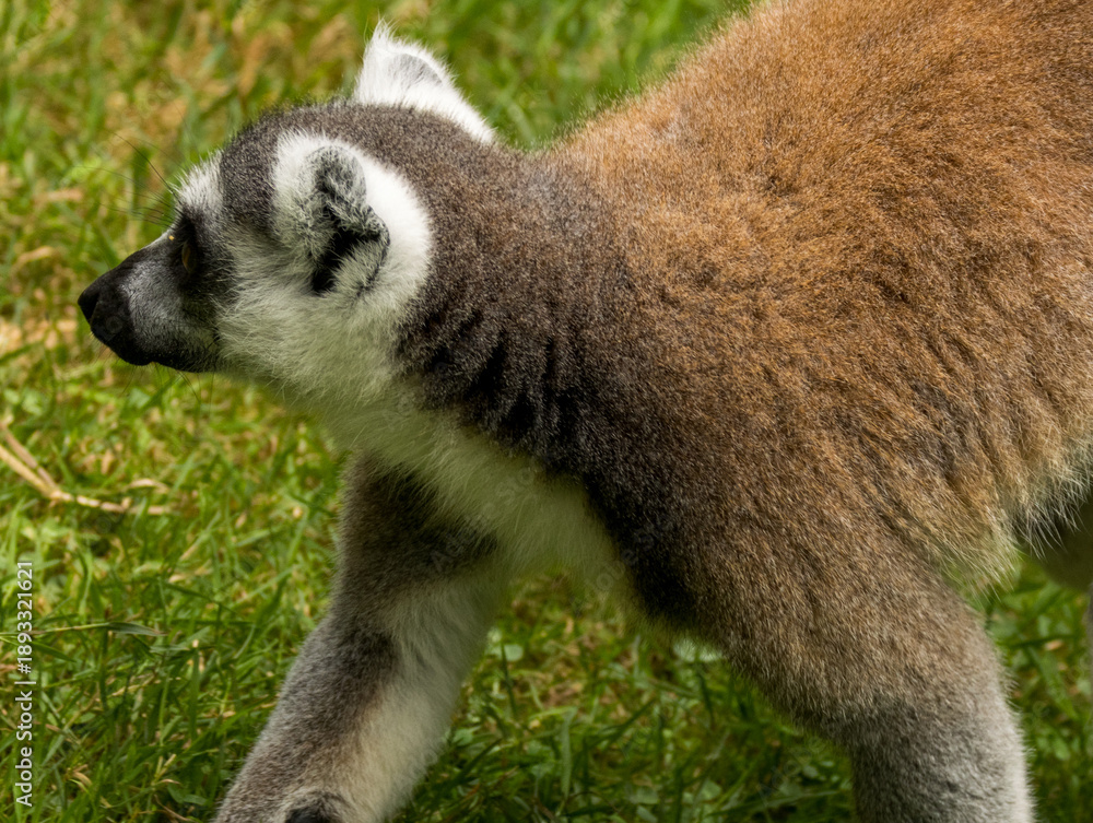 Fototapeta premium Maki Catta