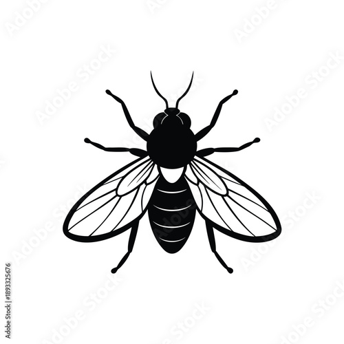 A realistic housefly illustration with detailed wings and body, vector graphic