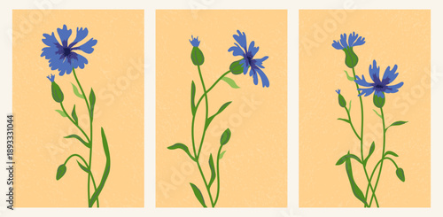Cornflowers. A set of minimalist vintage postcards featuring hand-drawn cornflowers. A modern, minimalist retro illustration.