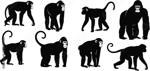 Black Silhouettes of Monkeys and Apes in Varied Poses Highlighting Tail, Limb, and Body Differences for Primate Comparison