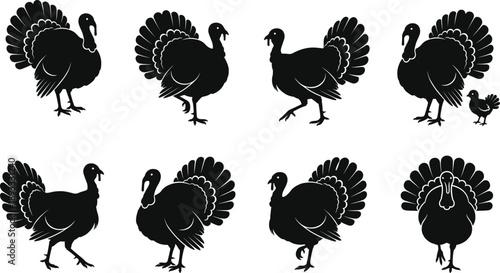 Black Silhouettes of Turkeys and Chick in Varied Poses Highlighting Feather Display and Family Grouping for Wildlife Illustration