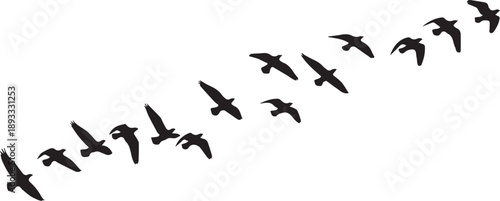 Birds flying flock silhouette vector illustration isolated on transparent background seasonal flight