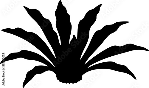 Bird's nest fern silhouette isolated on white background minimalist asplenium nidus wavy sword-shaped leaves botanical illustration