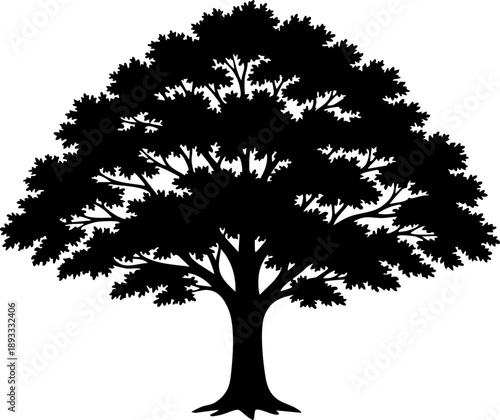 Stately elm tree silhouette isolated on white background minimalist mature umbrella-shaped canopy botanical nature illustration