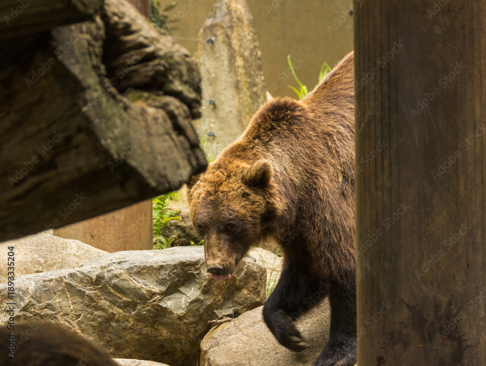 Obraz premium Ours brun