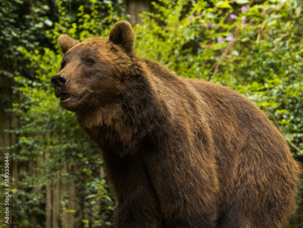Fototapeta premium Ours brun