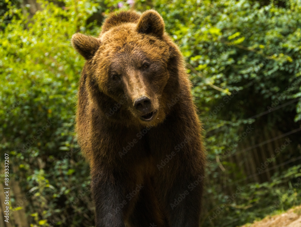 Fototapeta premium Ours brun