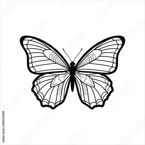 Black and white outline of a butterfly with detailed wings insect