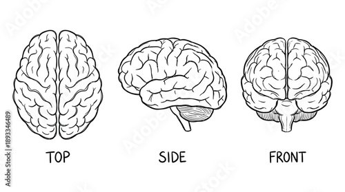 Top, Side, and Front Perspectives in Science, Education, and Anatomy