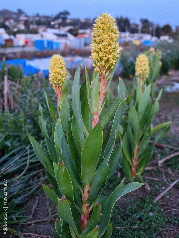 Obraz premium Succulent plants with yellow flowers growing in a coastal garden setting, botanical elements of ornamental shrubs for landscaping and nature education concepts
