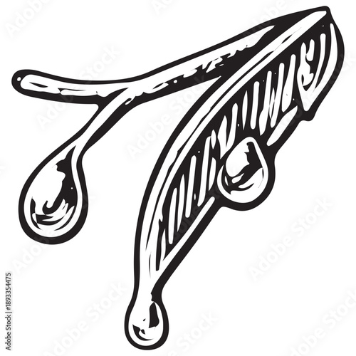 Slender Botanical Leaf Branch With Dew Drops – Vintage Nature Illustration