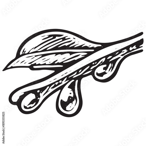 Leaf With Dew Drops Illustration – Botanical Vintage Nature Drawing