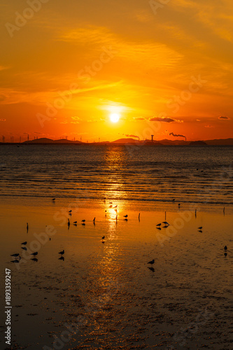 Tranquil scene with seagull flying at sunset