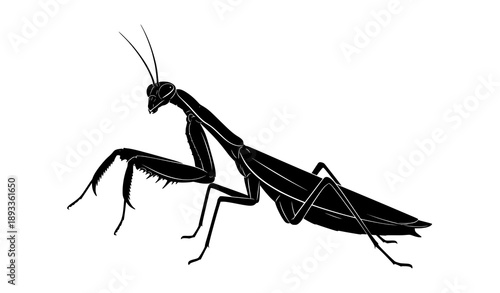 Praying Mantis Silhouette Vector Illustration Isolated on White Background