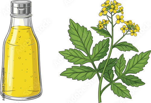 Mustard oil bottle with yellow mustard flower plant illustration isolated on white background for agriculture, food, health and cooking concept