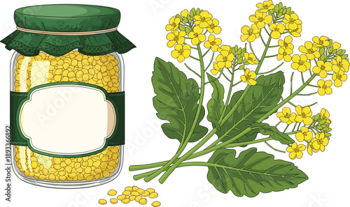 Mustard seeds jar with fresh mustard plant and yellow flowers botanical illustration for organic food agriculture branding design