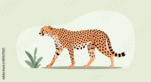 A spotted cheetah walks past green foliage against a light green background