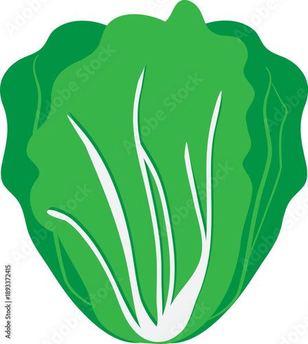 김장김치 재료 배추