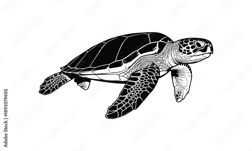 Obraz premium Detailed sea turtle silhouette swimming underwater ocean life vector