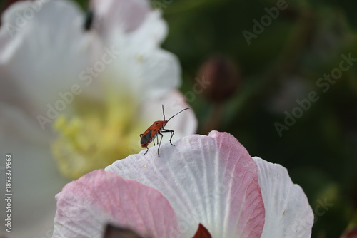 red cotton stainer on hibiscus petals