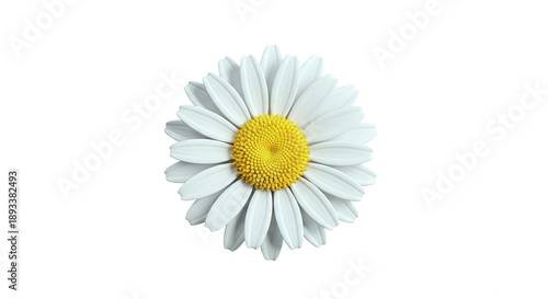 Close-up of a White Daisy with a Yellow Center