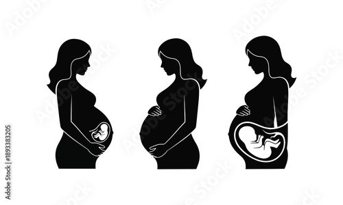 Stages of pregnancy silhouette showing fetus development in womb