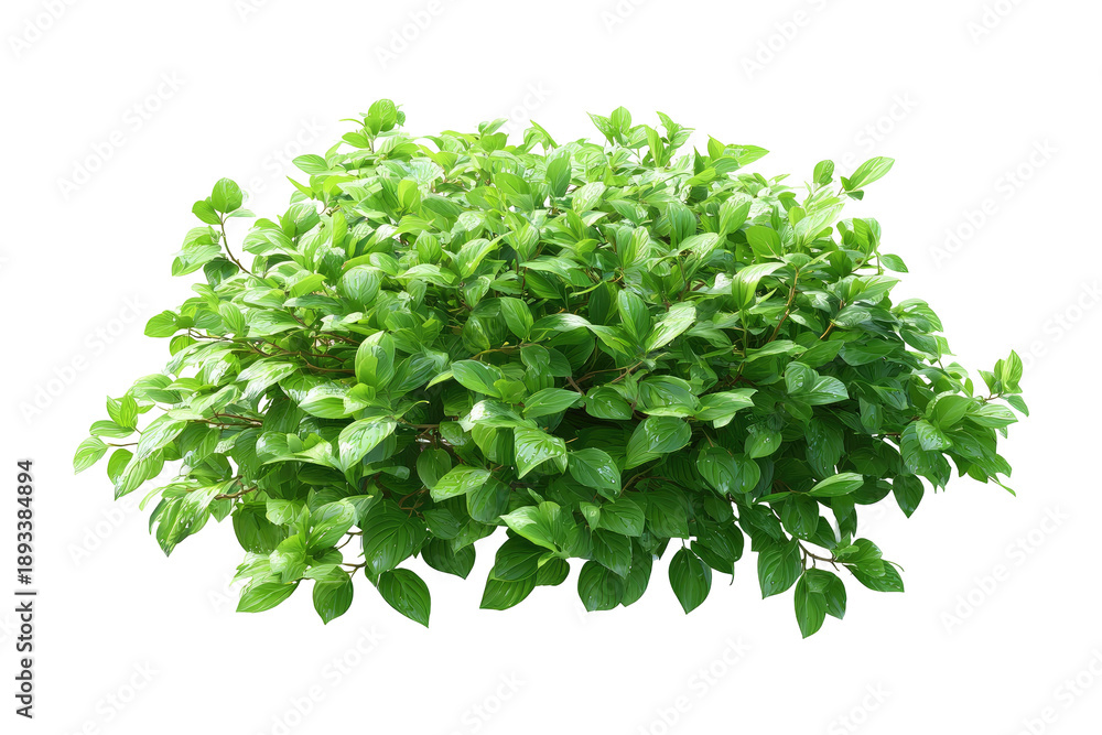 Obraz premium Lush green shrub cluster