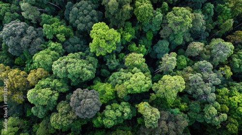 Aerial view of dense Sumatra rainforest canopy layered green textures biodiversity and conservation theme high-resolution nature Indonesia