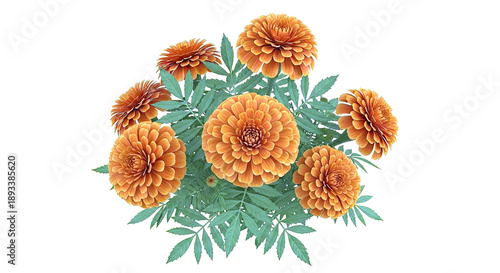 Orange Dahlia Flowers with Green Leaves