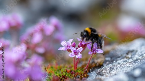 Macro photography of an Arctic bumblebee pollinating a delicate purple saxifrage flower on a rocky slope summer in Greenland