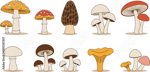 Wild mushroom species collection with edible and poisonous fungi varieties cartoon vector illustration