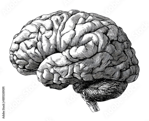 Detailed grayscale illustration of a human brain.  Detailed anatomical rendering of a brain, highlighted by shading and texture, displaying its intricate folds and convolutions.