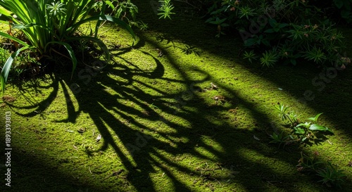 Sunlight Shadow on Green Mossy Ground