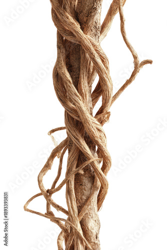 Close-up of a light beige, twisted, woody stem or root, with intricate, interwoven fibers