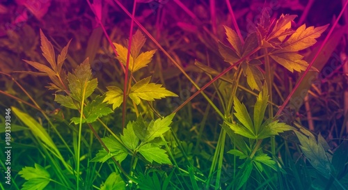 Vibrant Colorful Leaves and Lush Green Grass